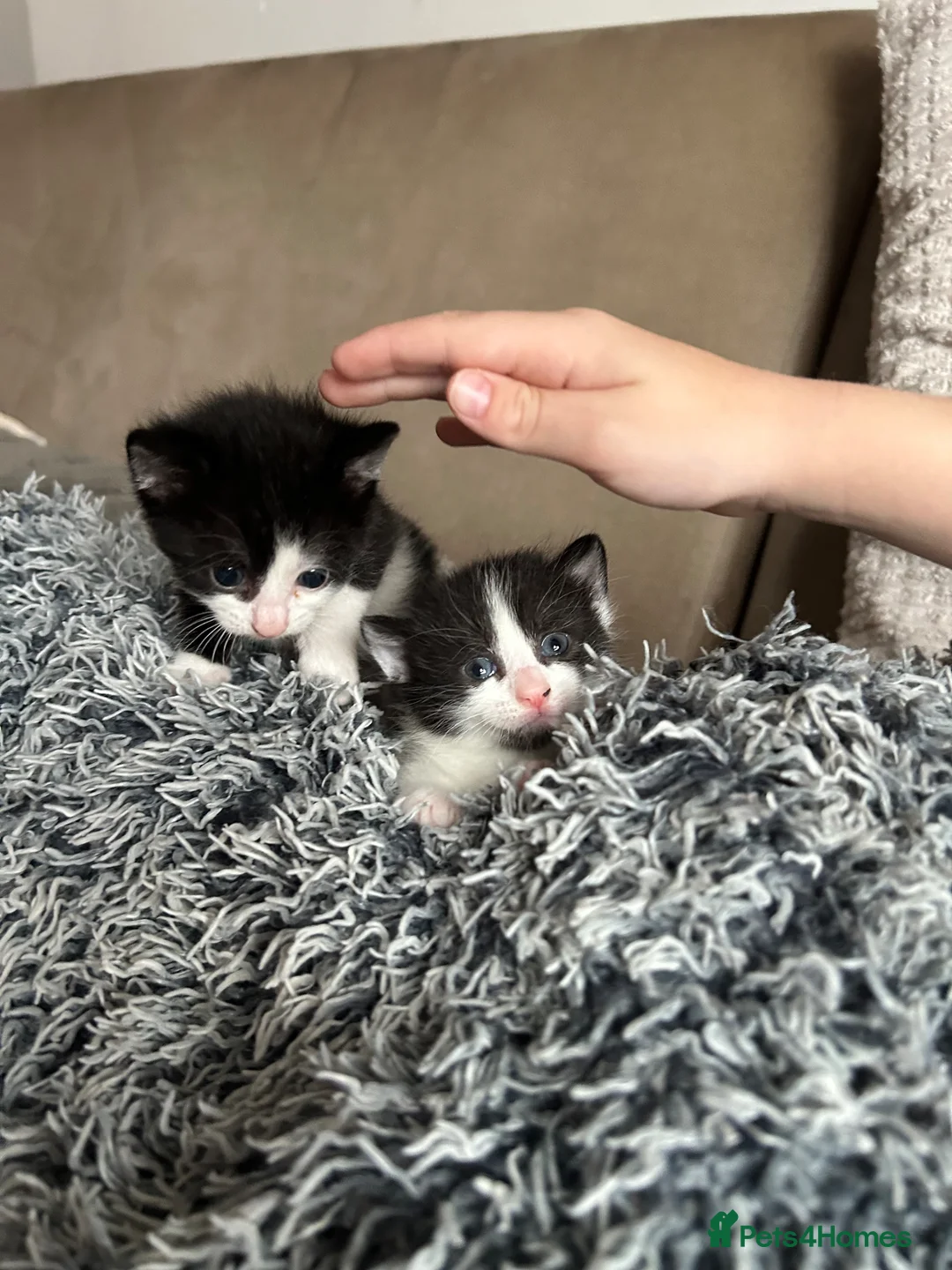 Mixed Breed cats for sale: 4 female kittens - Advert 15