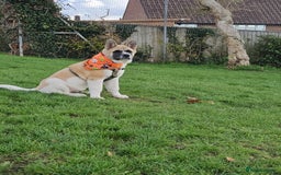 Akita dogs for sale: For rehome  - Image 11