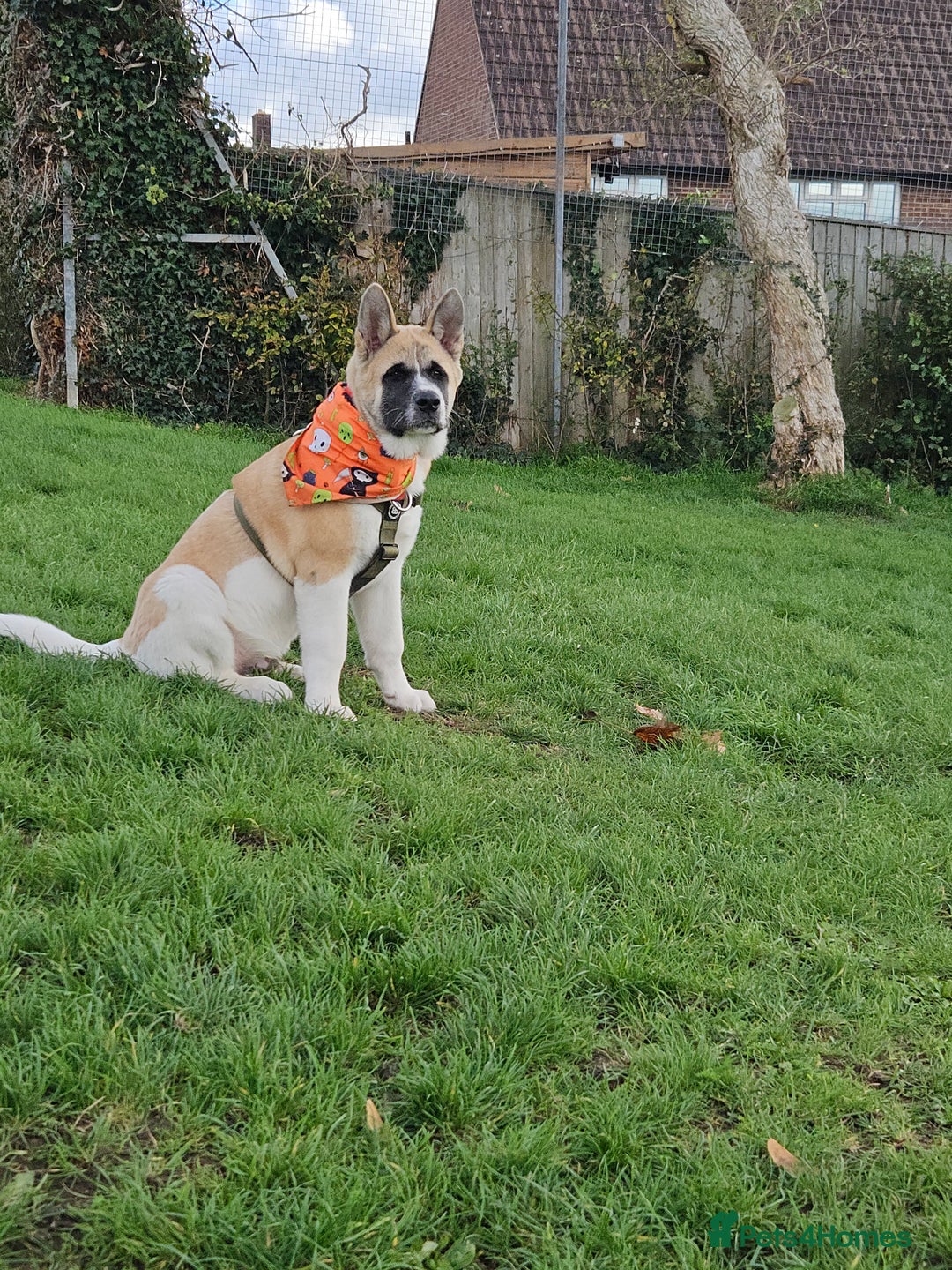 Akita dogs for sale: For rehome  - Image 11