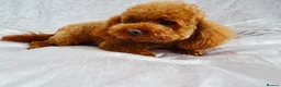 Toy Poodle dogs for stud: KC Toy Poodle Stud – Tiny Deep Red, Proven AKC  in Motherwell - Advert 3