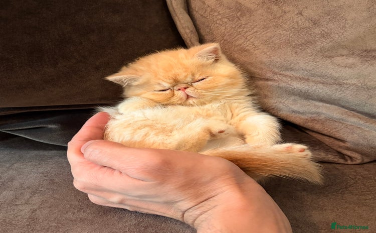 Exotic cats Adorable Exotic Shorthair girls. Ready now! - Advert 3