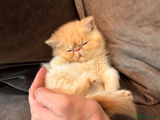 Exotic cats Adorable Exotic Shorthair girls. Ready now! - Advert 12