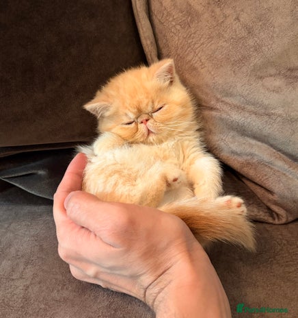 Exotic cats Adorable Exotic Shorthair girls. Ready now! - Advert 3