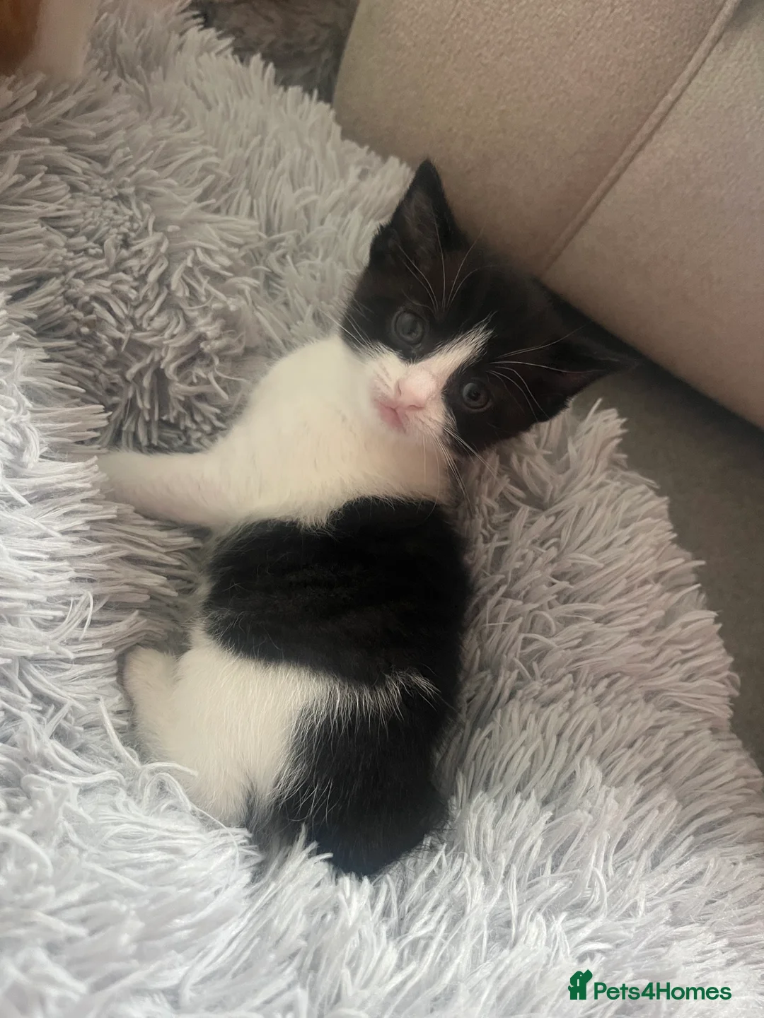 Mixed Breed cats for sale: Kittens for sale - Advert 2
