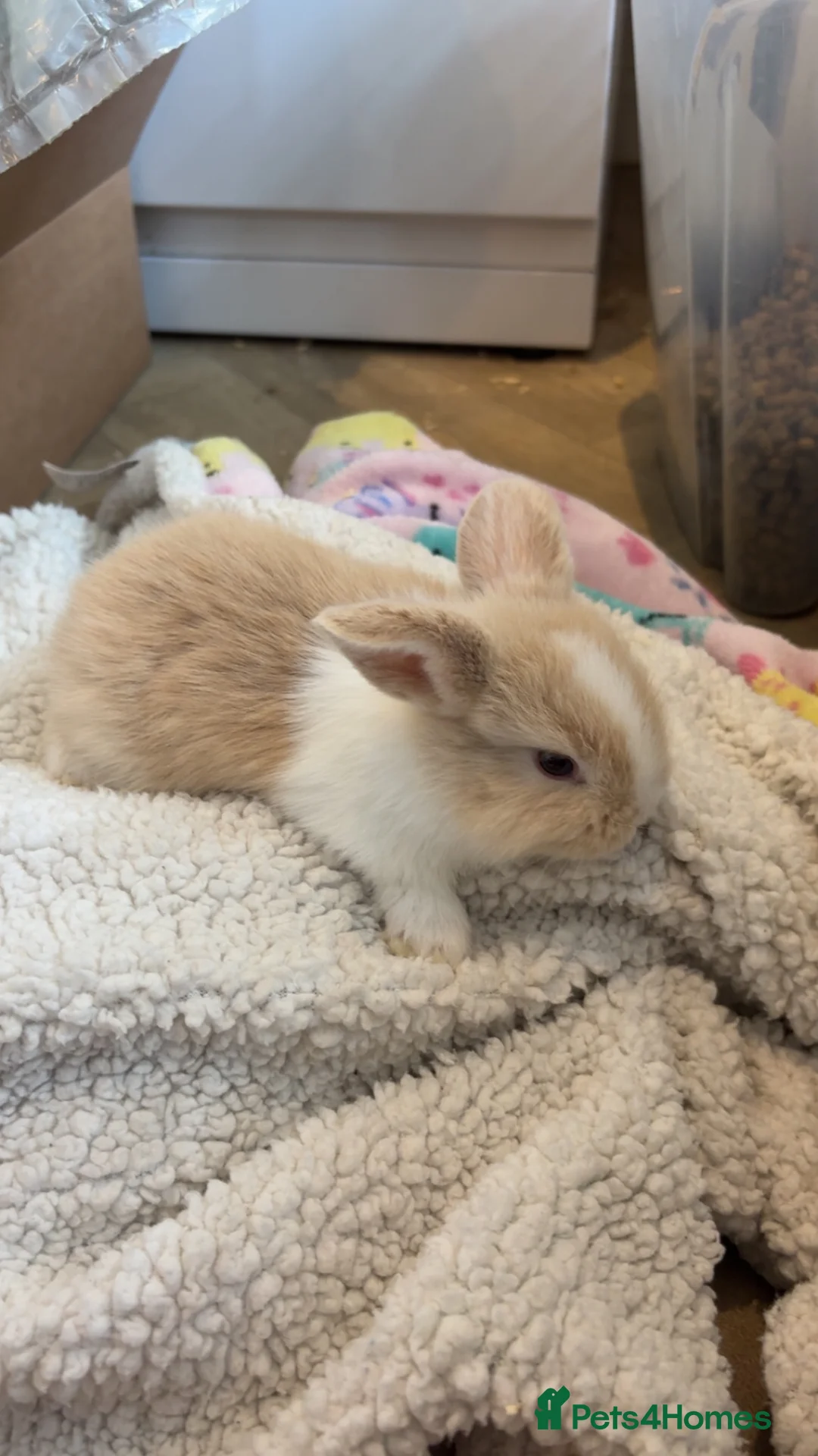 Mini Lop rabbits for sale: Pure breed mini lops available now  - Advert 2