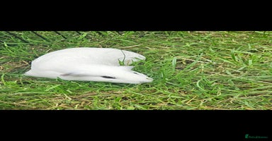 Guinea Pig rodents - Advert 3