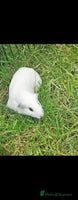 Guinea Pig rodents - Advert 3