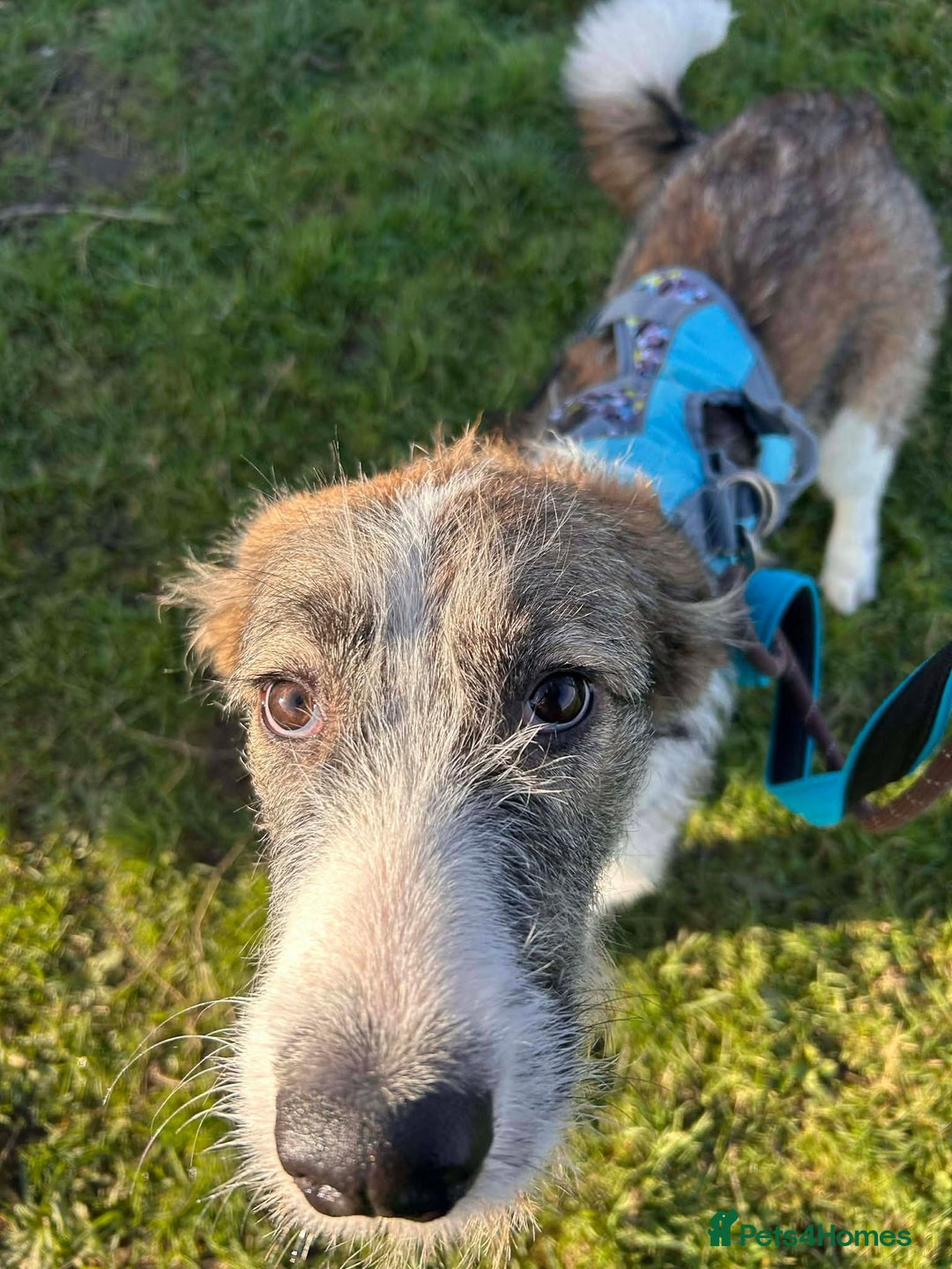 Mixed Breed dogs for adoption: Meet Patch, currently residing in Essex  - Advert 4