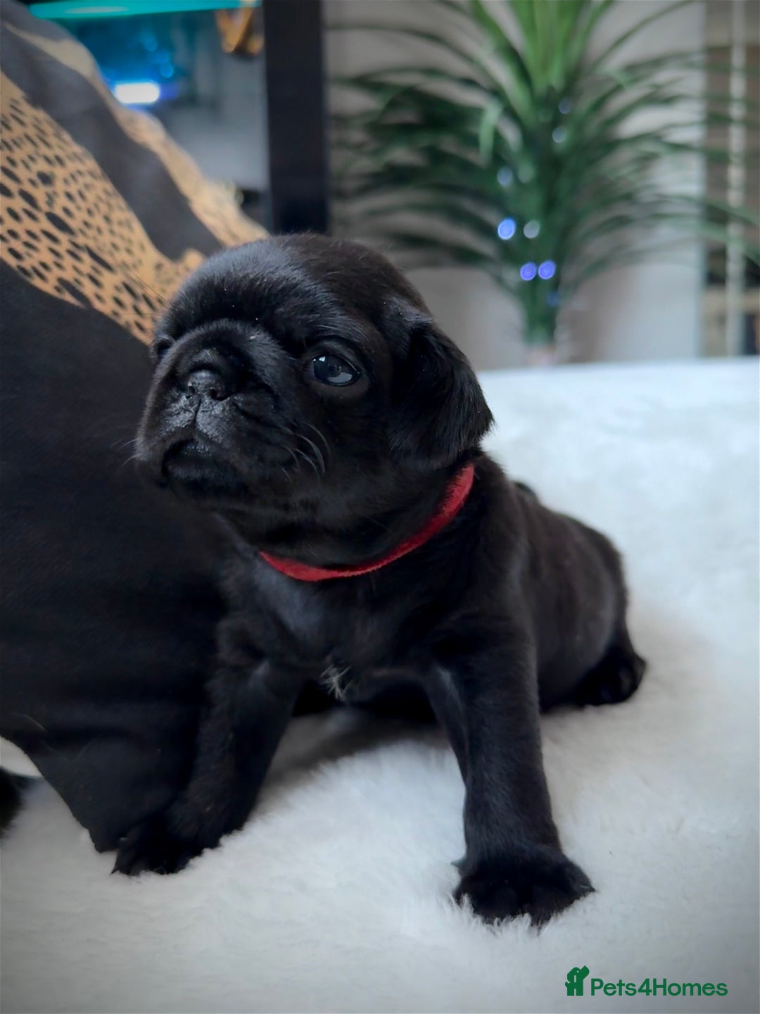Pug dogs for sale: Cute Pug Puppies Looking for a New Home! ✨ - Advert 9