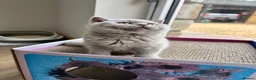 British Shorthair cats for sale: Beautiful lilac British shorthair sisters - Advert 12