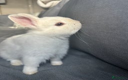 Netherland Dwarf rabbits for sale: male netherland dwarf rabbit  - Image 1
