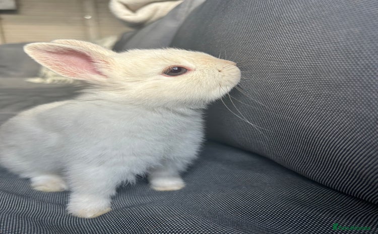 Netherland Dwarf rabbits - Advert 1