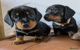 Miniature Dachshund dogs for sale: GORGEOUS MINIATURE DACHSHUND PUPPIES - Image 6