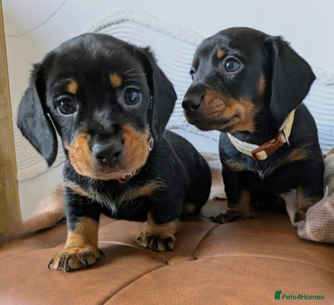Miniature Dachshund dogs for sale: GORGEOUS MINIATURE DACHSHUND PUPPIES - Image 6