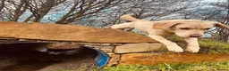 Labrador Retriever dogs for sale: Labrador retrievers  in Chesterfield - Advert 10