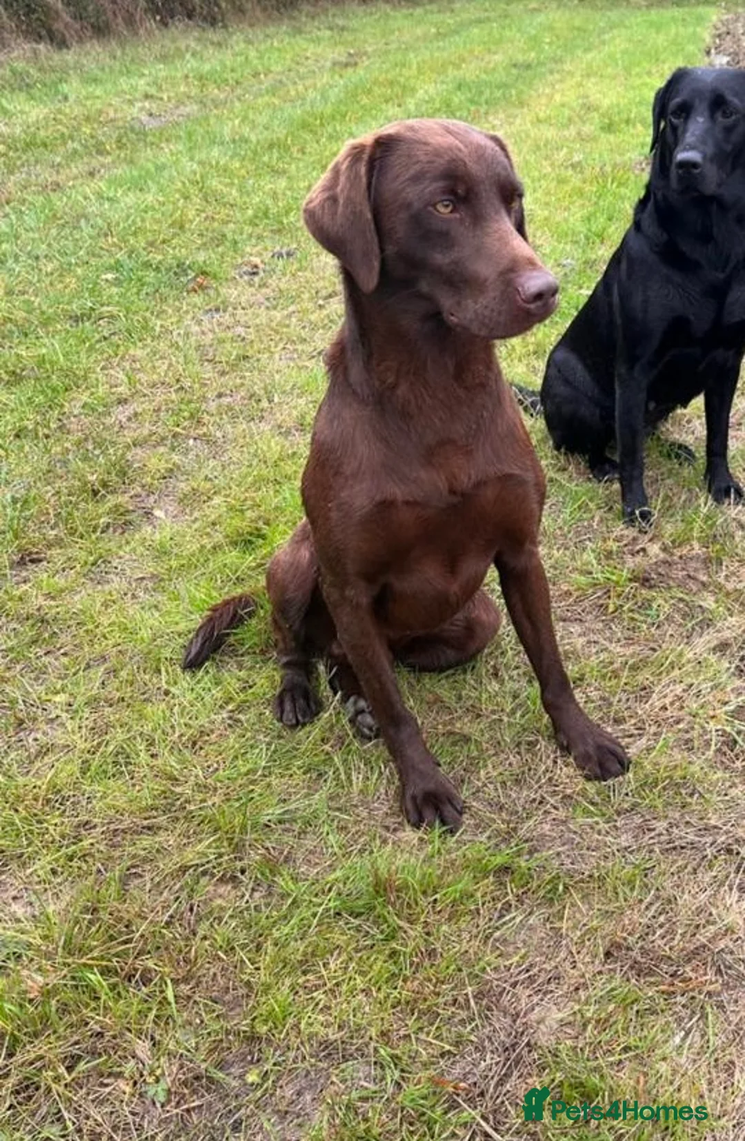 Labrador Retriever dogs for sale: Outstanding health tested Chocolate Labradors  - Advert 15