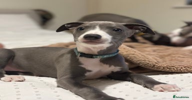 Whippet dogs - Advert 2