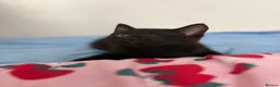 Bombay cats for sale: Black kitten for sale asap in London - Advert 1