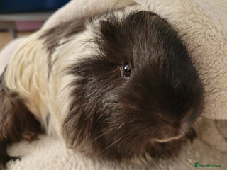 Guinea Pig rodents 4 mnth old male GPig with Cage, Food & Bedding - Advert 1