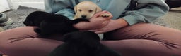 Labrador Retriever dogs for sale: Gorgeous KC registered Labrador puppies  - Advert 10