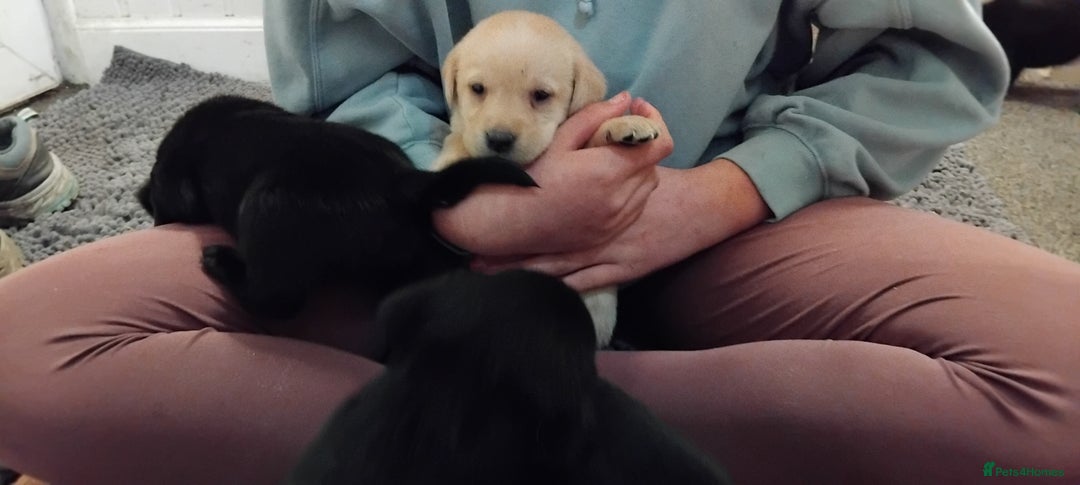 Labrador Retriever dogs for sale: Gorgeous KC registered Labrador puppies  - Advert 10