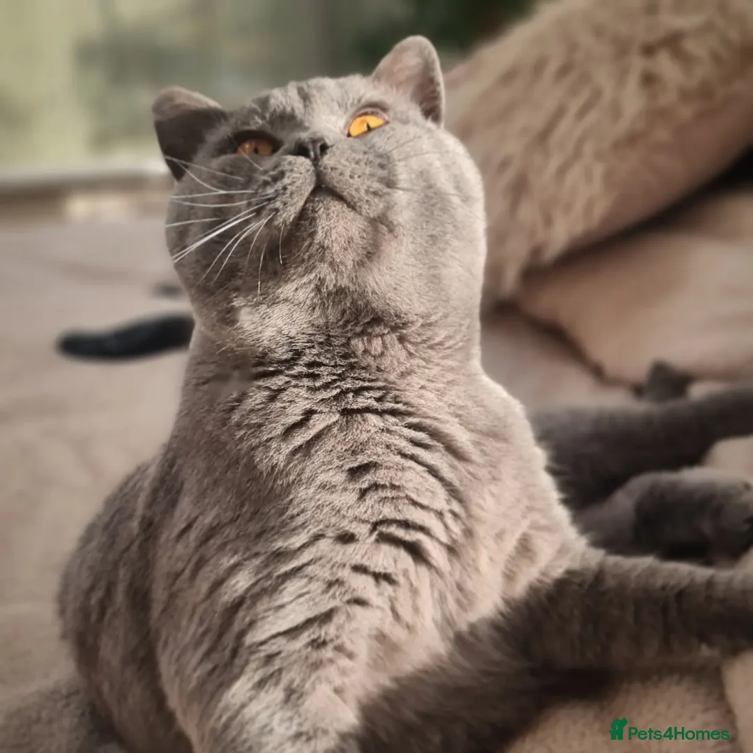 British Shorthair cats for stud: ⭐️ STUD BLUE BRITISH SHORTHAIR GCCF, WREXHAM ⭐️ in Wrexham - Image 5