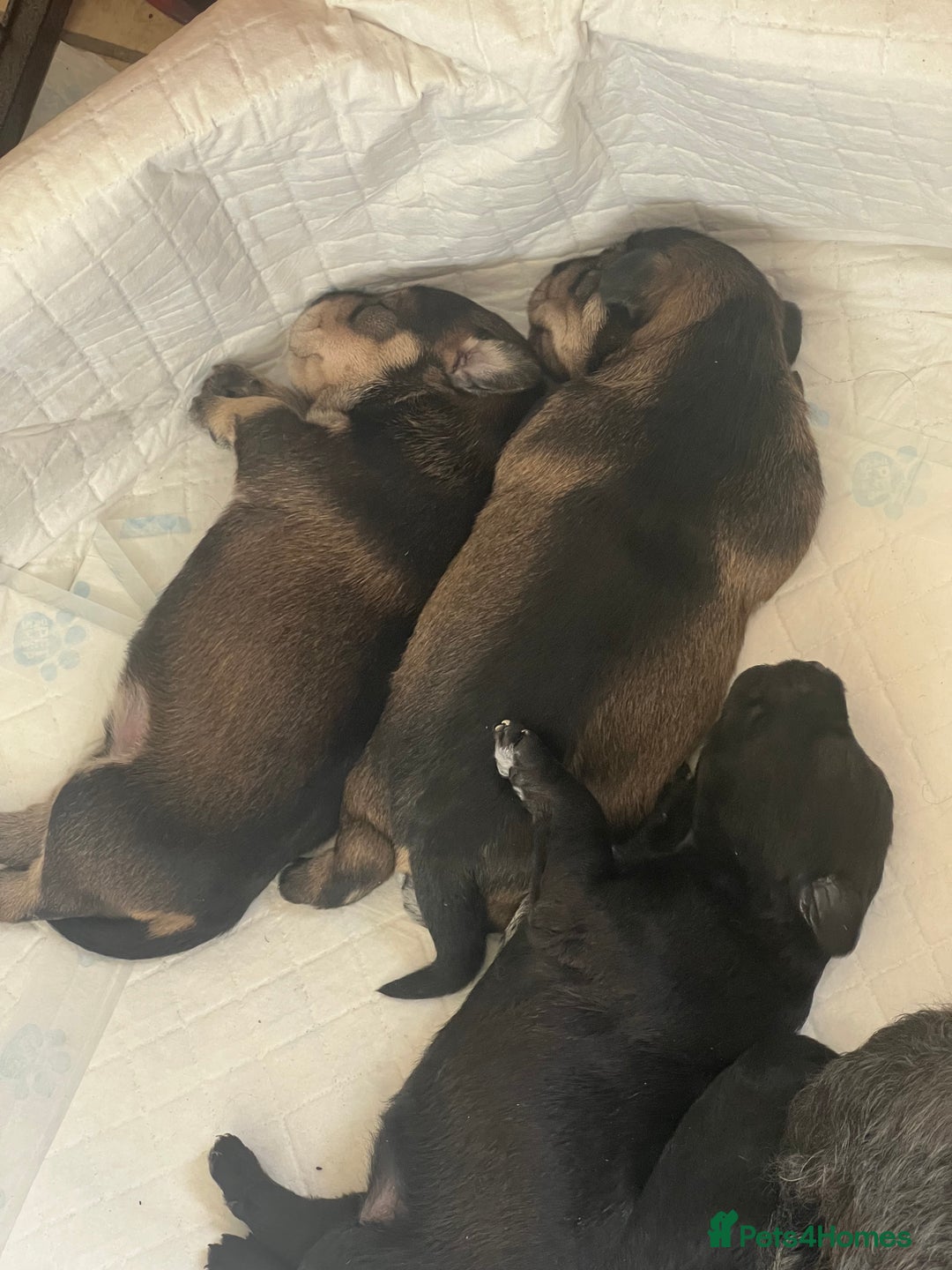 Miniature Schnauzer dogs for sale: 🐾🐶Schnauzer/Schnoodles🐶🐾 - Image 28