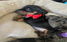 Dachshund dogs for sale: Beautiful silver dapple mini dachshund puppies! 🐾 - Image 8