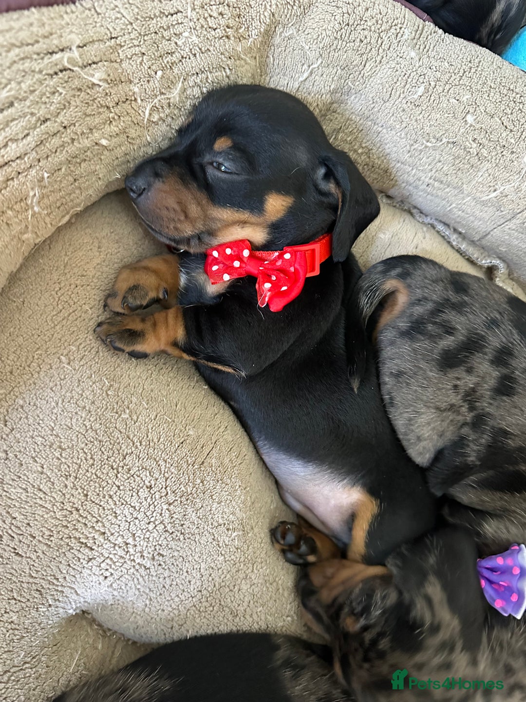 Dachshund dogs for sale: Beautiful silver dapple mini dachshund puppies! 🐾 - Image 8