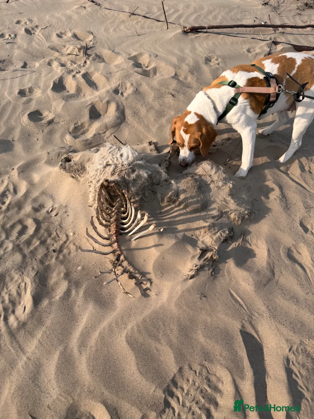 Beagle dogs for sale: Beautiful Beagle soul for adoption - Advert 8