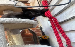 European cats for sale: Beautiful kittens  - Image 2