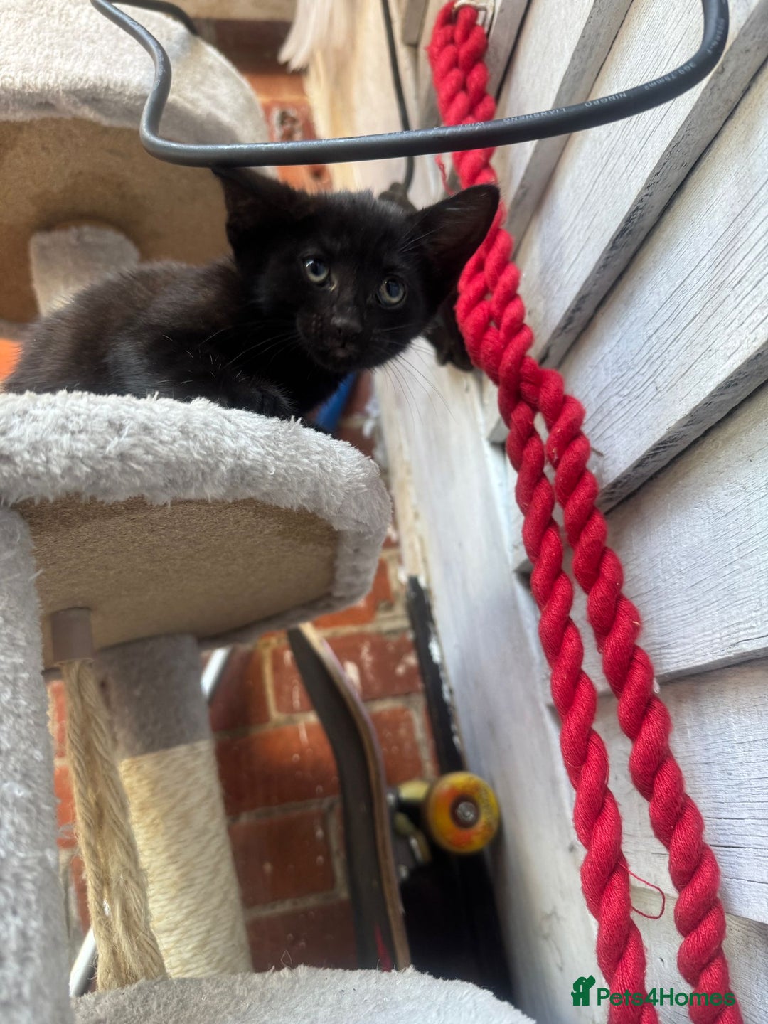 European cats for sale: Beautiful kittens  - Image 2