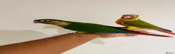 Conures birds for sale: Conure for sale - hand reared babies  in Milton Keynes - Advert 15