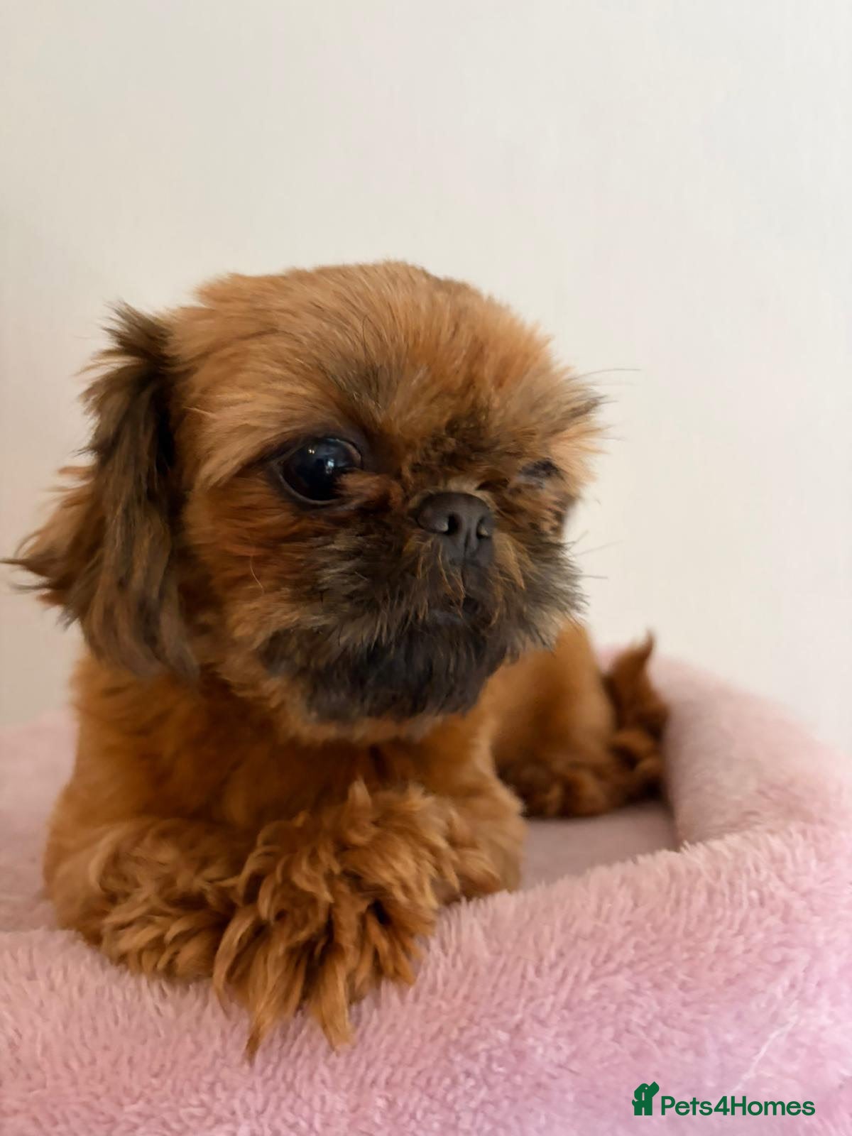 Shih Tzu dogs for sale: Pixie - Advert 2