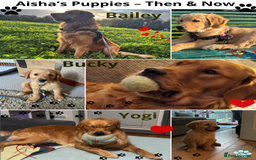 Golden Retriever dogs for sale: 🐾 Golden Retriever Puppies – Ready Now! 🐾 - Image 25