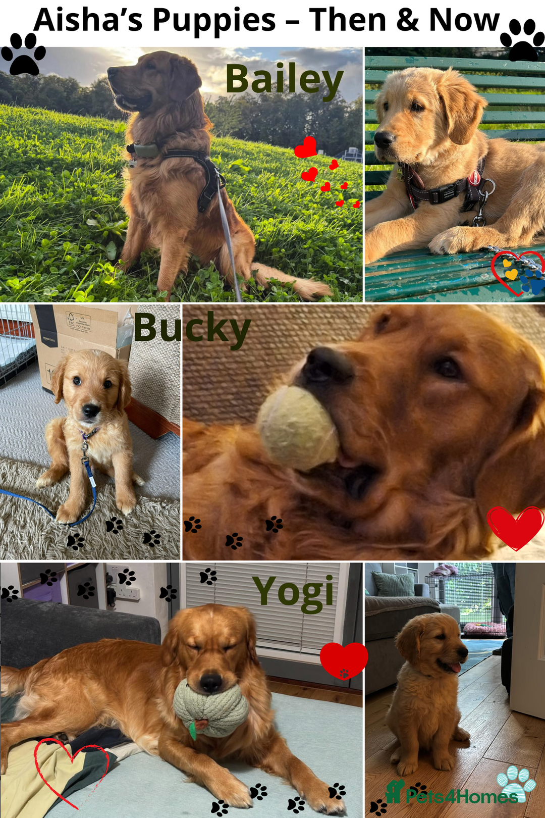 Golden Retriever dogs for sale: 🐾 Golden Retriever Puppies – Ready Now! 🐾 - Image 25