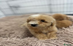 Maltipoo dogs for sale: 5⭐️ Licensed breeder. Tiny maltipoo puppies - Image 8