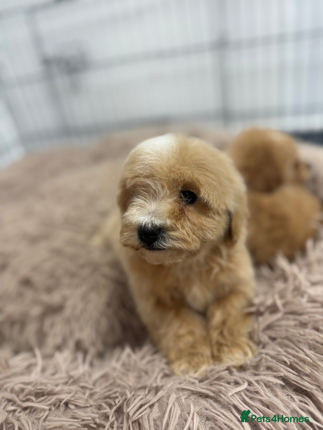 Maltipoo dogs for sale: 5⭐️ Licensed breeder. Tiny maltipoo puppies - Image 8