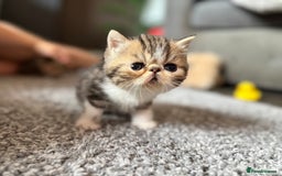 Exotic cats for sale: 4 beautiful exotic shorthair girls  - Image 24