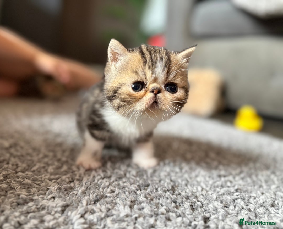 Exotic cats for sale: 4 beautiful exotic shorthair girls  - Image 24