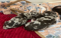 Dachshund dogs for sale: 5 beautiful daschund’s for sale  - Image 5