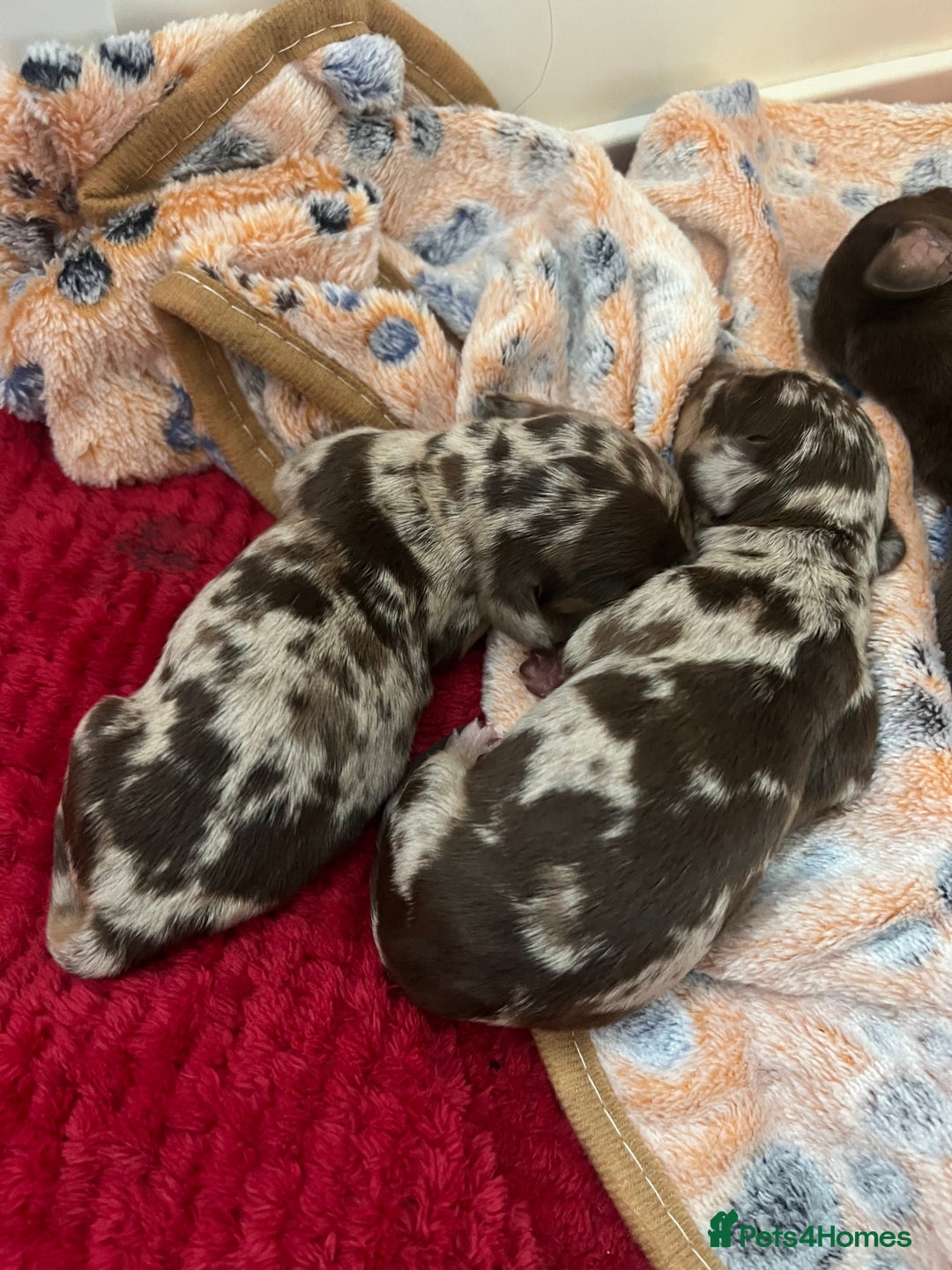 Dachshund dogs for sale: 5 beautiful daschund’s for sale  - Image 5
