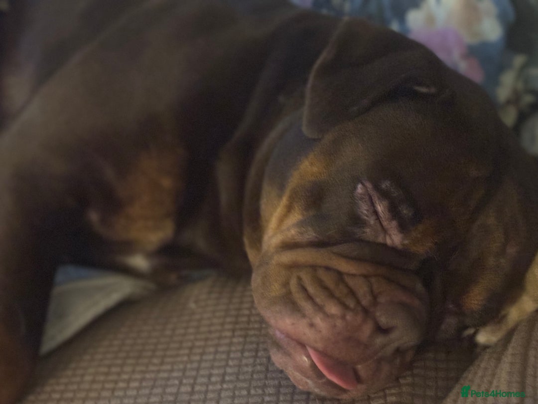 Olde English Bulldogge dogs for sale: Loving oldEngland Bulldog Lookingfor a 4eva Home  - Advert 8