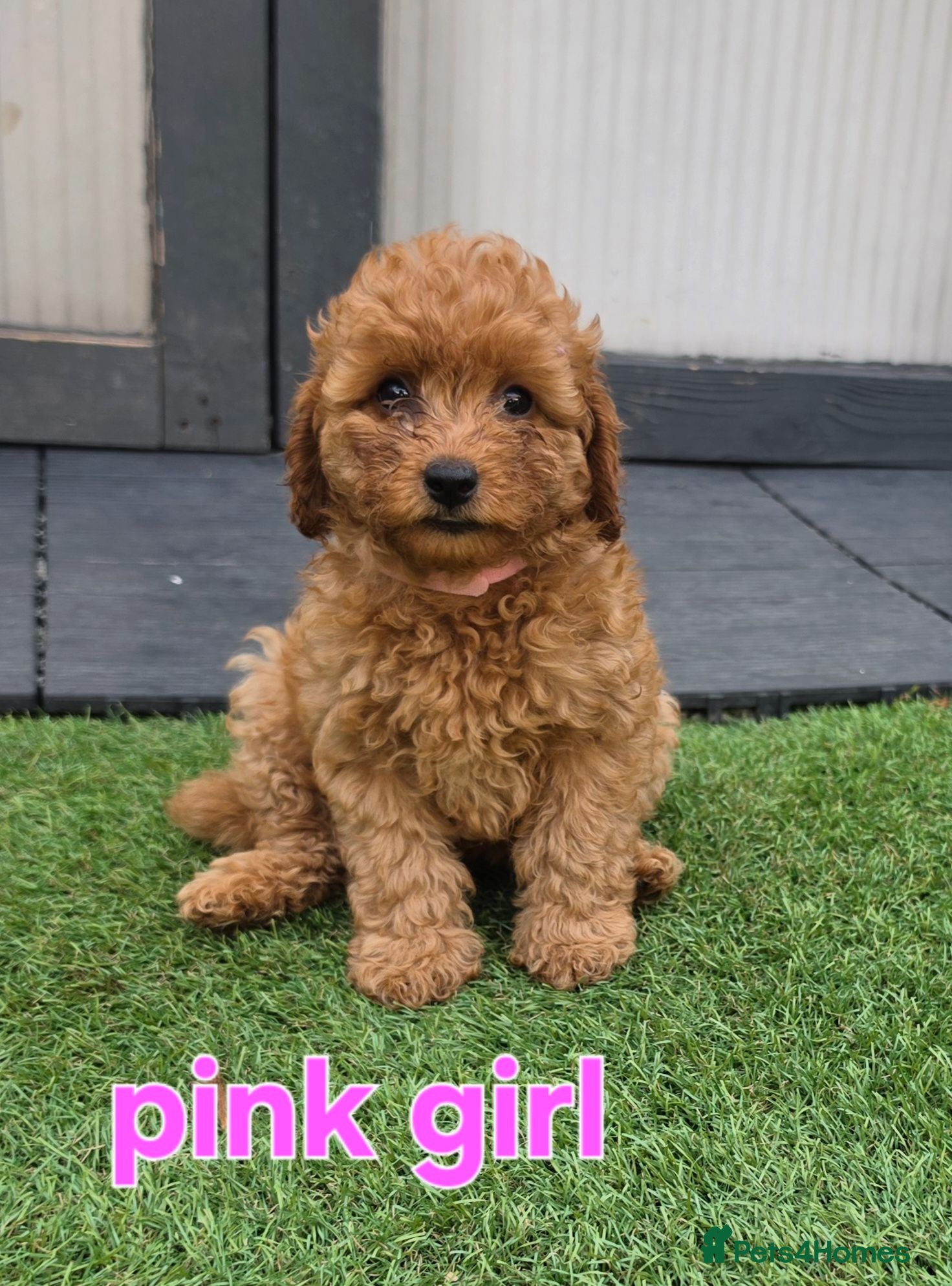 Maltipoo dogs 🐶5 stunning maltipoo pups for sale🐶 - Advert 13