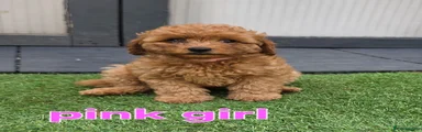 Maltipoo 4