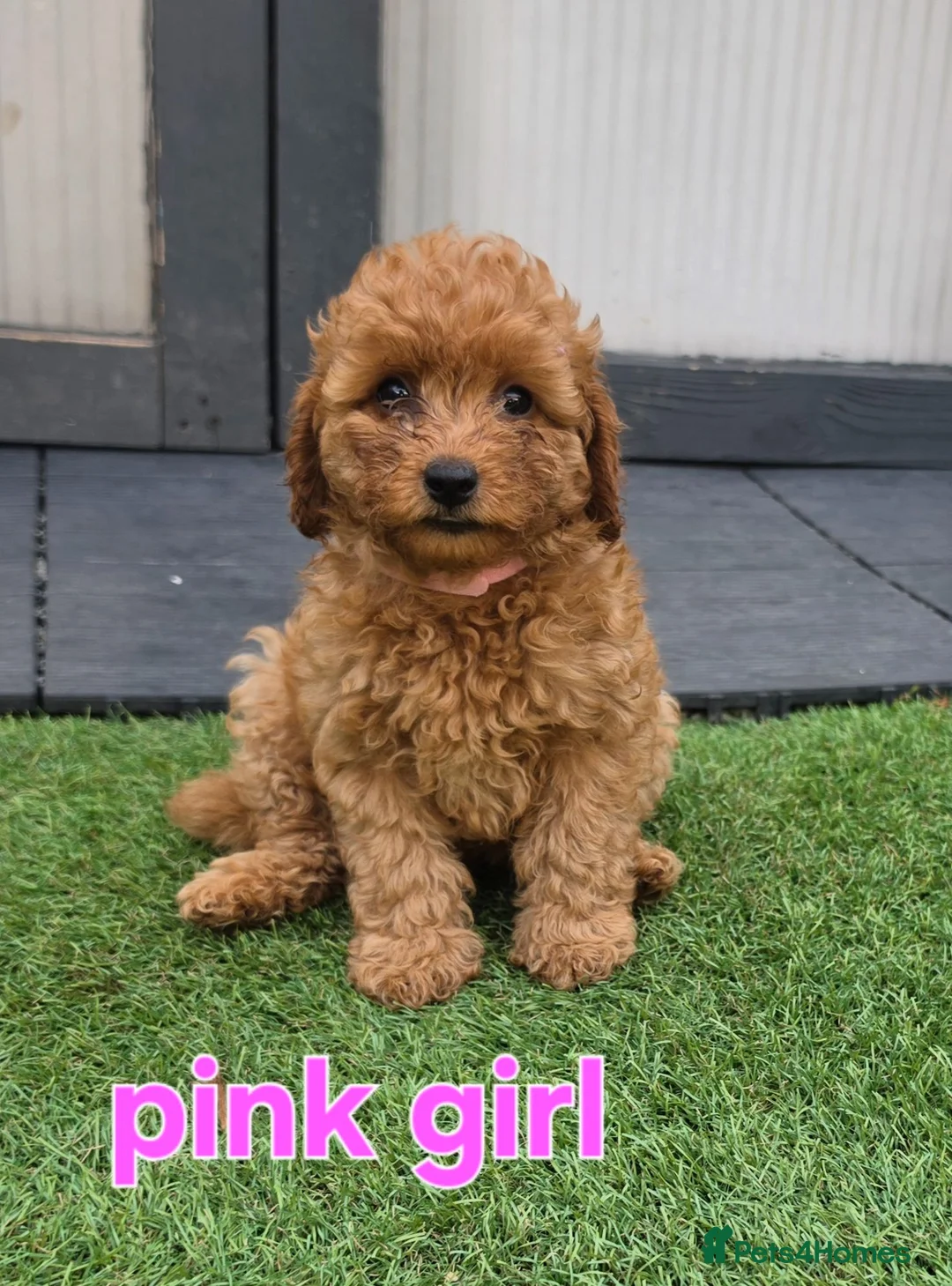 Maltipoo dogs for sale: 🐶5 stunning maltipoo pups for sale🐶 - Advert 1