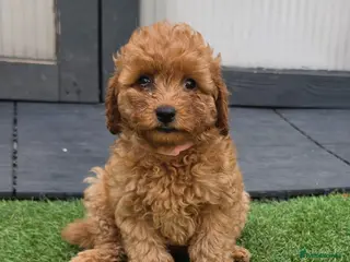 Maltipoo dogs 🐶5 stunning maltipoo pups for sale🐶 - Advert 13