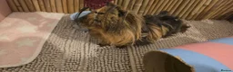 Guinea Pig rodents for sale: Guinea Pigs Looking for new home - Advert 6