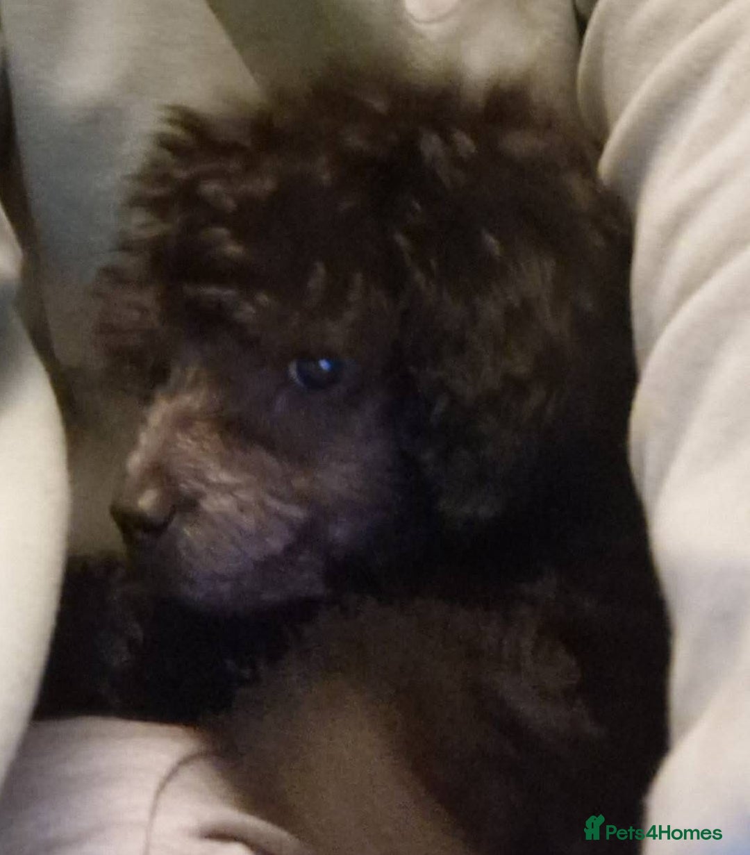 Toy Poodle dogs for sale: Teddy is ready to go! - Advert 9