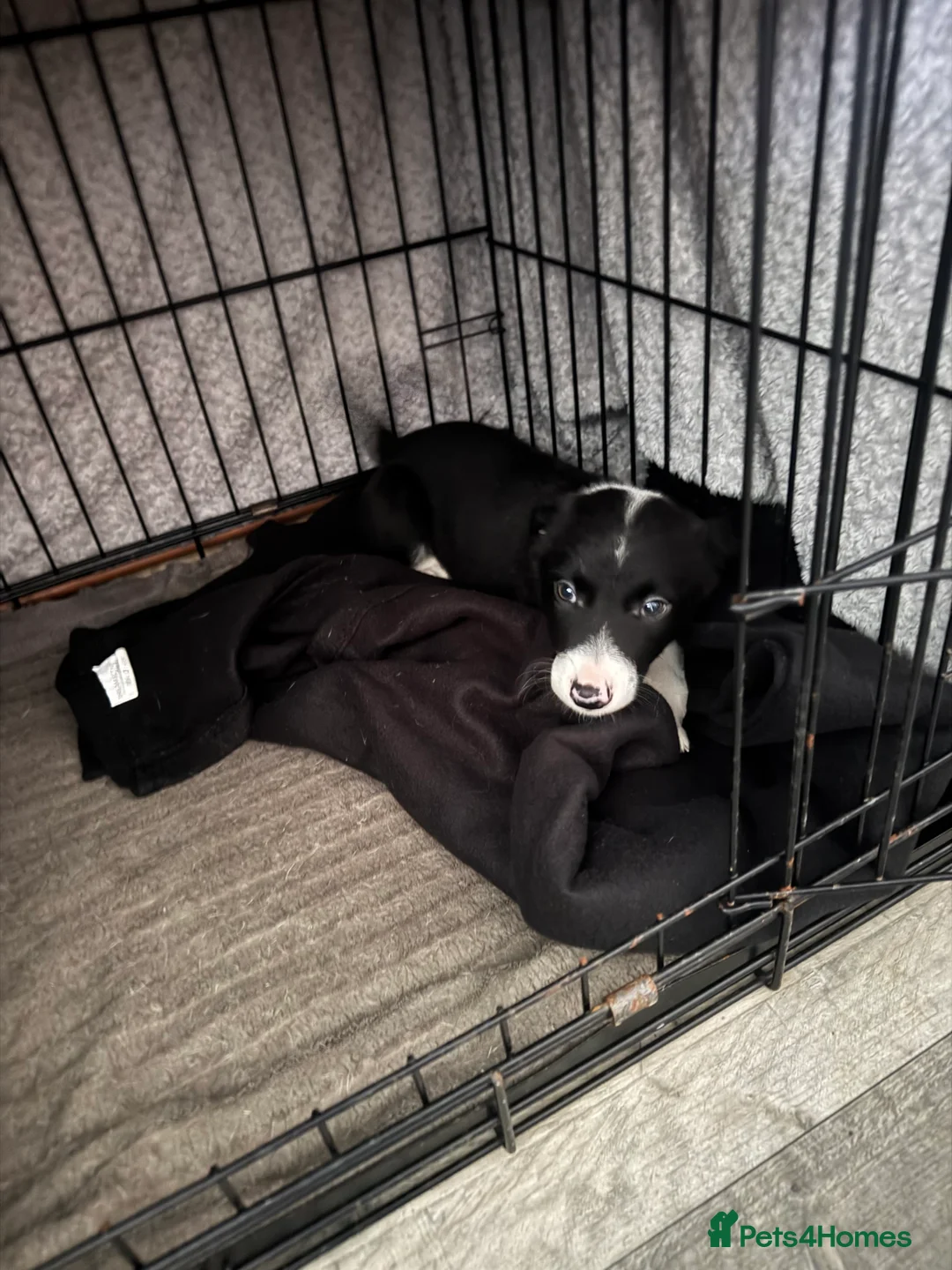 Border Collie dogs for sale: Beautiful border collie pup  - Advert 4